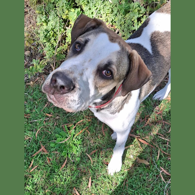 Photo of Clover *$350 Adoption Fee*