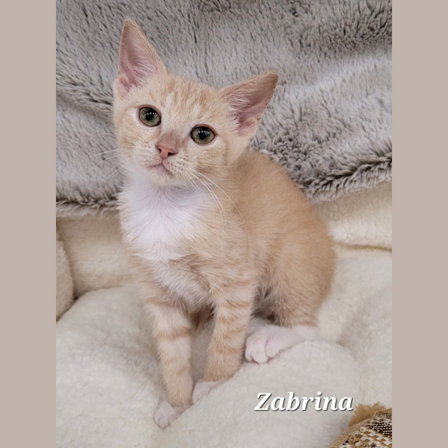 Photo of Zabrina