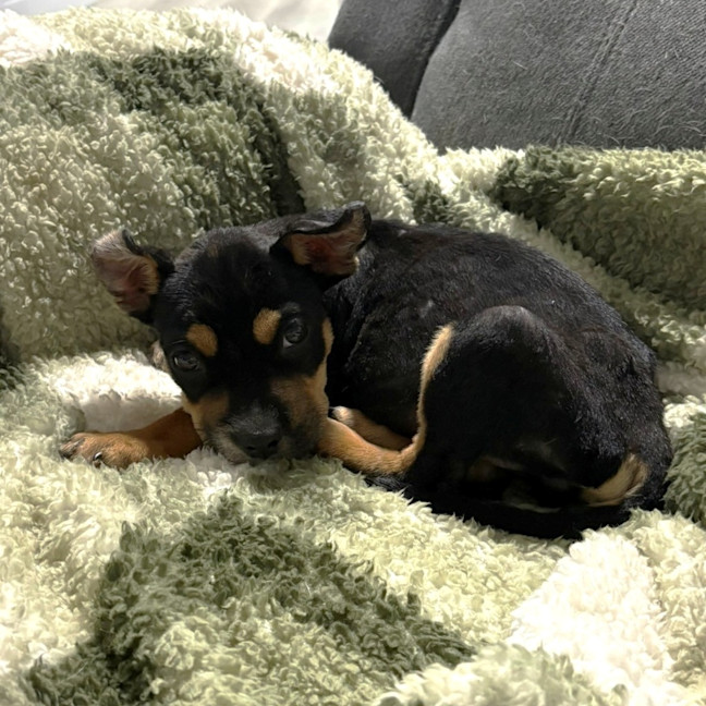 Photo of Maverick