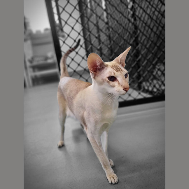 Photo of Astra