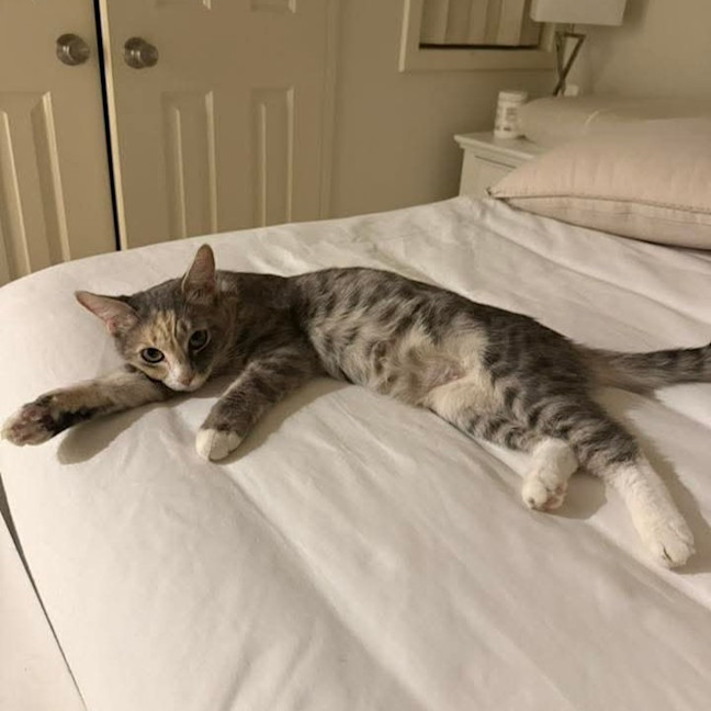Photo of Lady