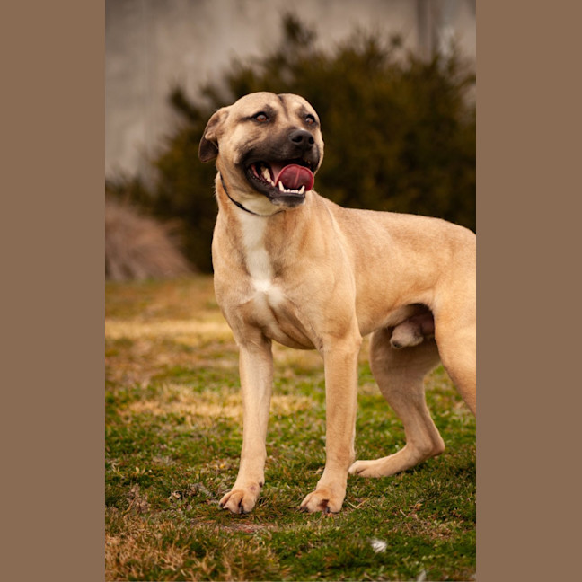 Photo of Banjo 