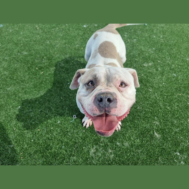 Photo of Apple Imp 2446