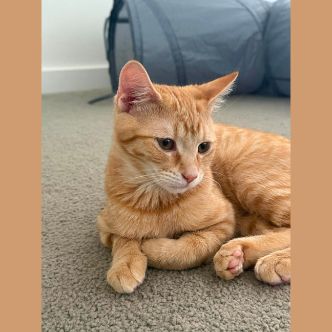 Photo of Honey