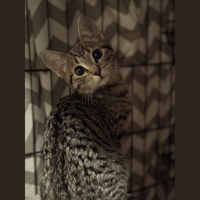 Photo of Daisy