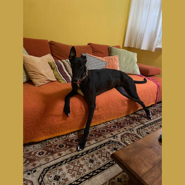 Photo of Ace The Greyhound