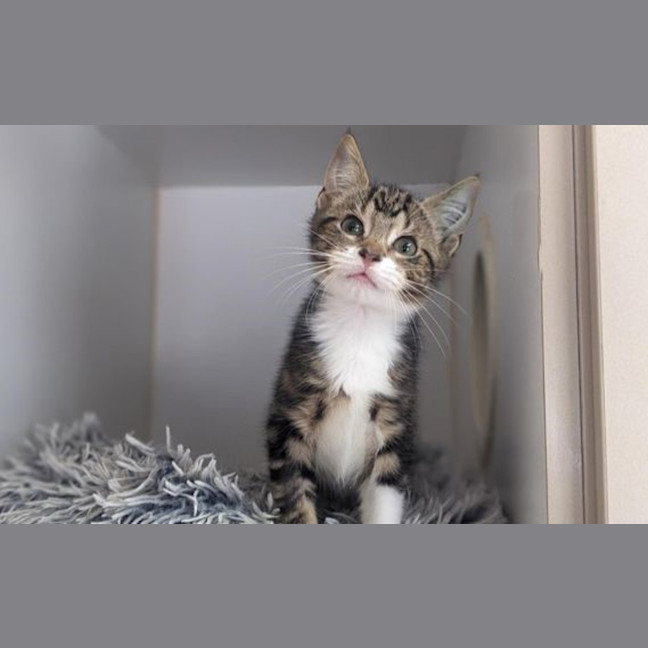Photo of Turbo
