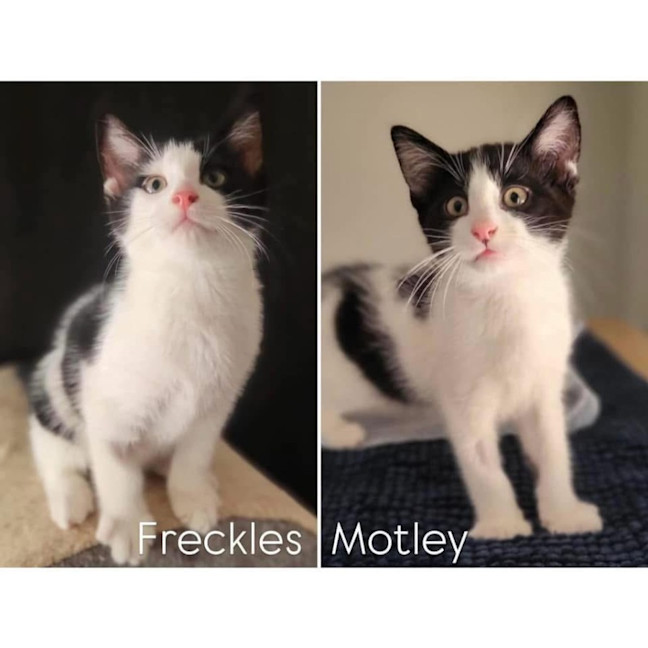 Photo of 11890/91   Freckles & Motley