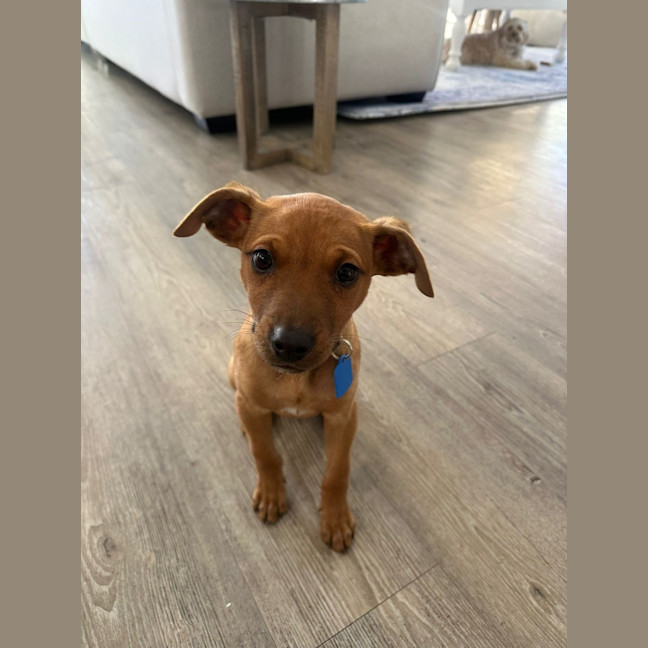 Photo of Biscuit