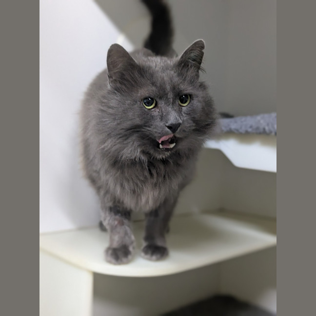 Photo of 🎩 Horatio 6189 🎩