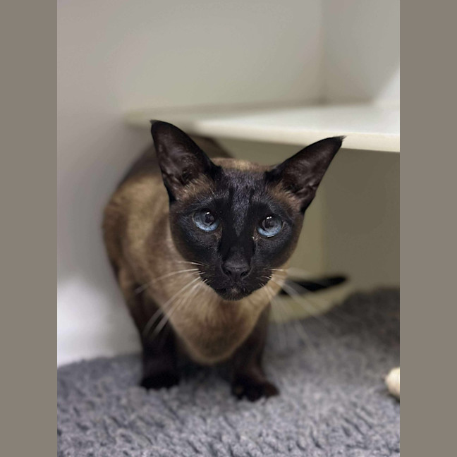 Photo of 👛 Chanel 6496 👛