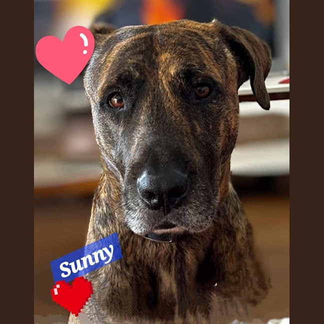 Photo of Sunny