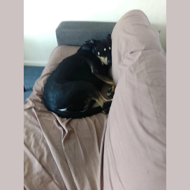 Photo of Milo