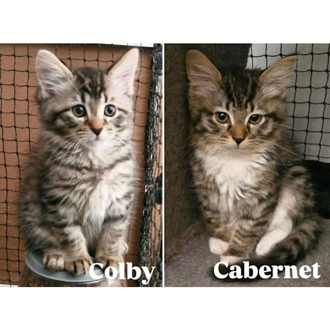 Photo of 12476   Cabernet 