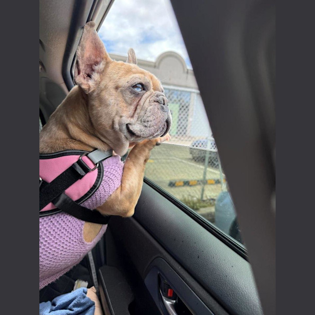 Photo of Luna Wensleydale