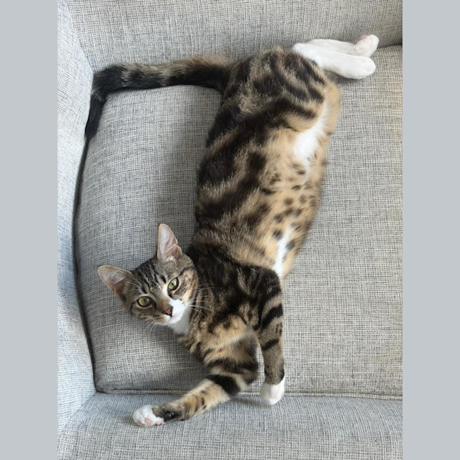 Photo of Bean