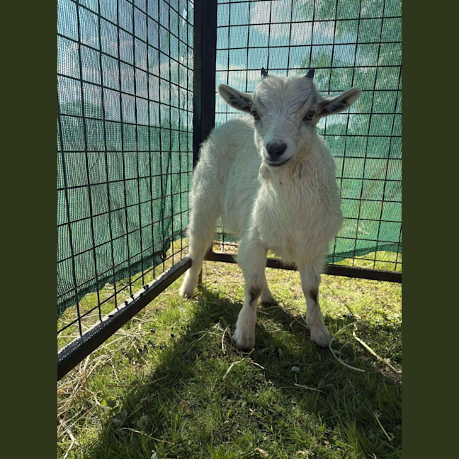 Photo of Rescued Goats