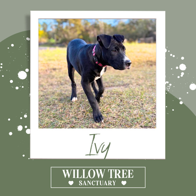 Photo of Ivy