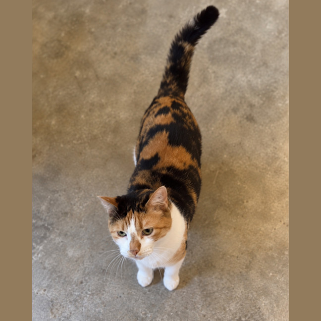 Photo of Talulah 