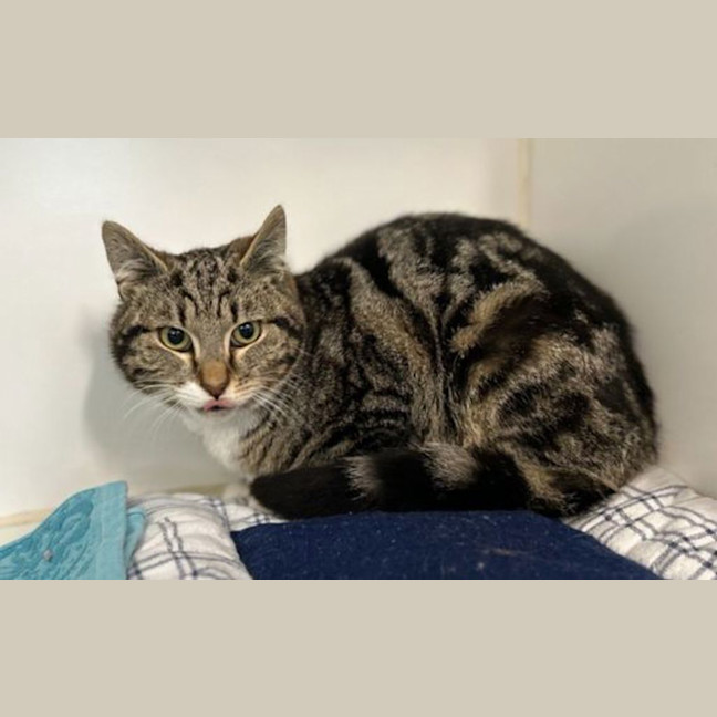 Photo of Artemis