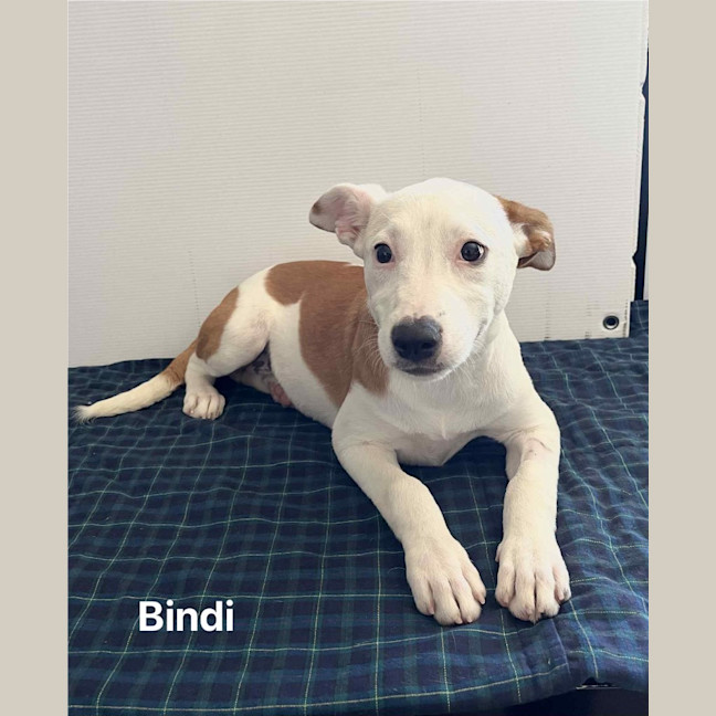 Photo of Bindi