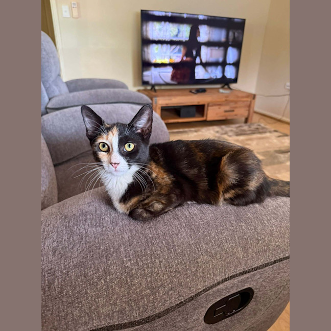 Photo of Artemis