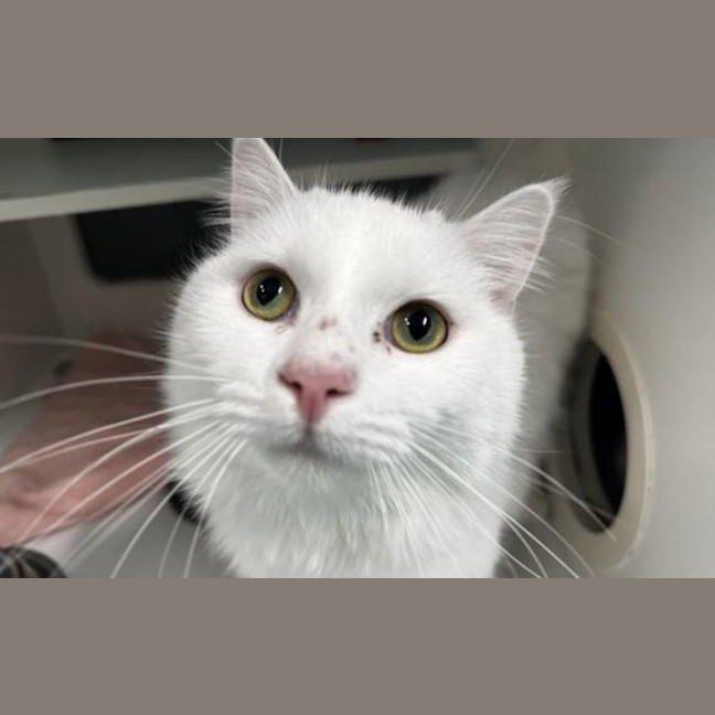 Photo of Snowy
