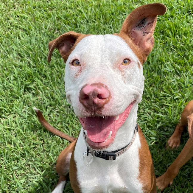Photo of Dante