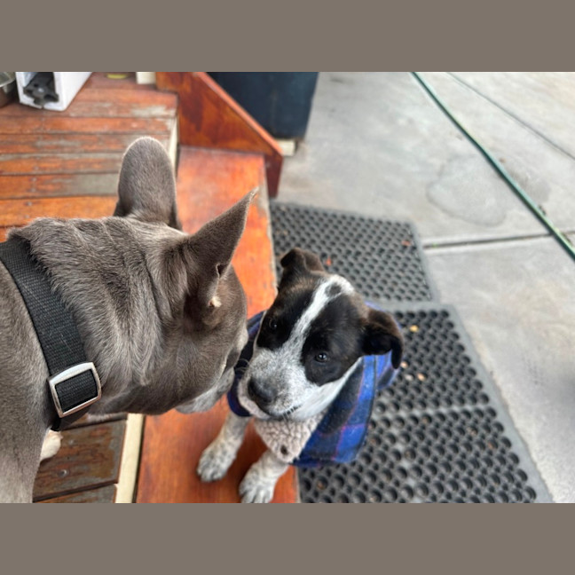 Photo of Shiela (Noo Noo)