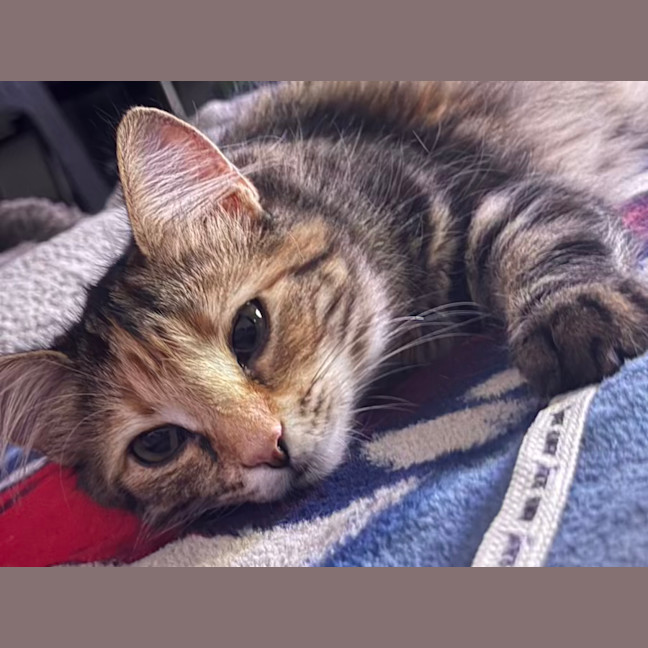 Photo of Hissy Elliot *9 Lives Project Rescue*