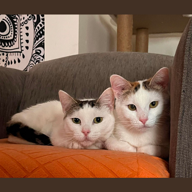 Photo of Minty, Ruby & Suki 