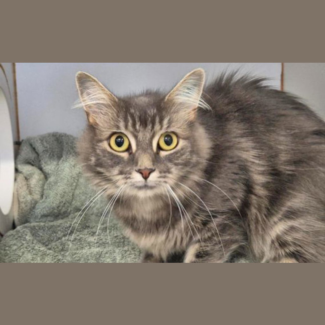 Photo of Luna