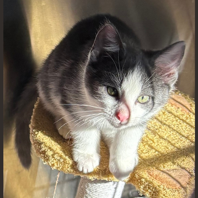 Photo of Mimosa