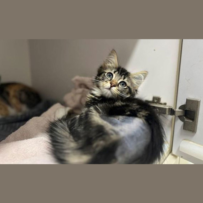 Photo of Nutmeg