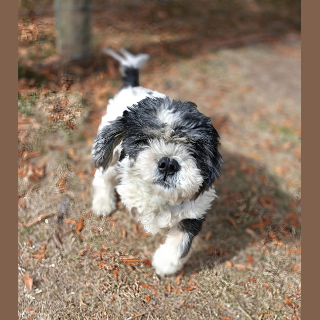 Photo of Chester (Chevy)