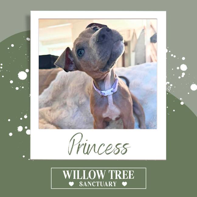 Photo of Princess