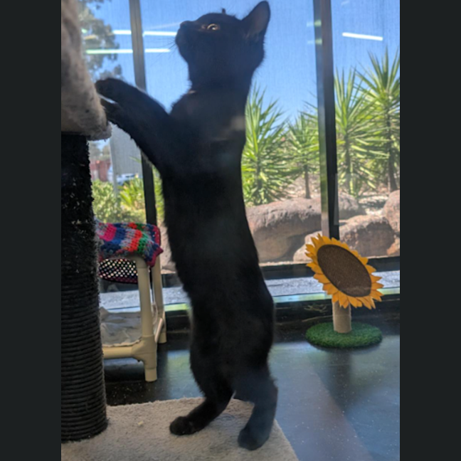 Photo of Dark Magician Girl