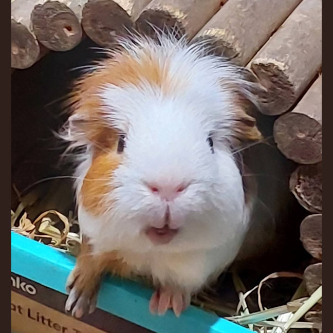 Photo of Caramel & Chocolate