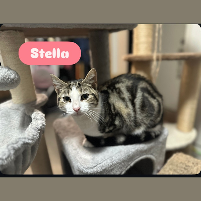 Photo of Stella   Pretty Tabby