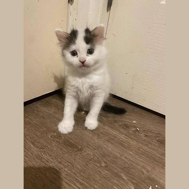 Photo of Potato