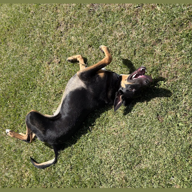 Photo of Teddy