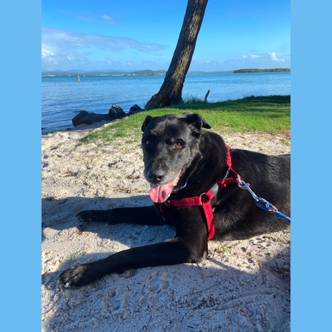 Photo of Bear   11 Year Old Labrador X