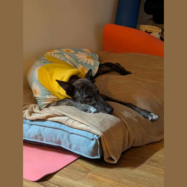 Photo of Tomi, The Greyhound