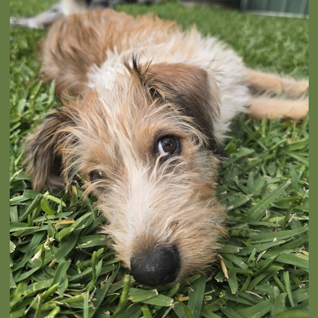 Photo of Paprika