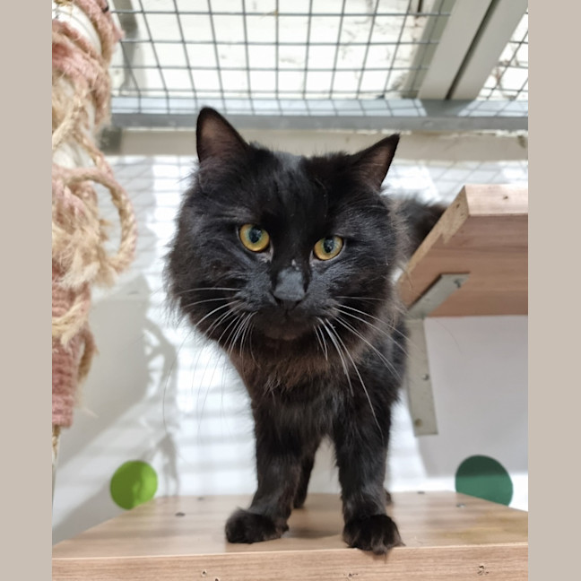 Photo of Fluff