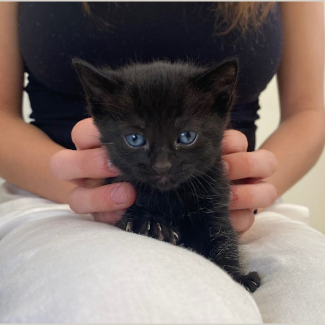 Photo of C1362 Harlow