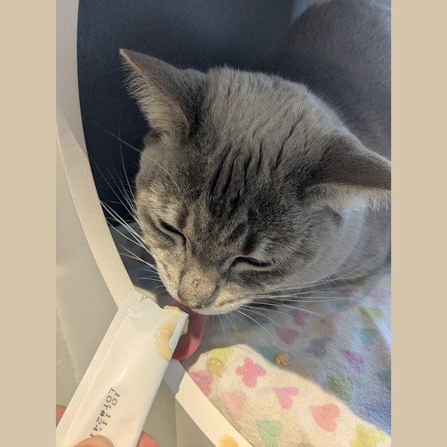 Photo of Juniper