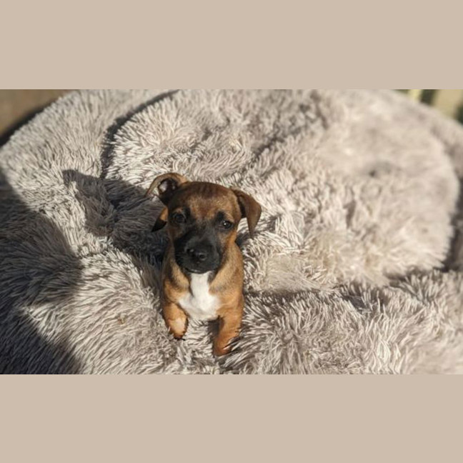 Photo of Max