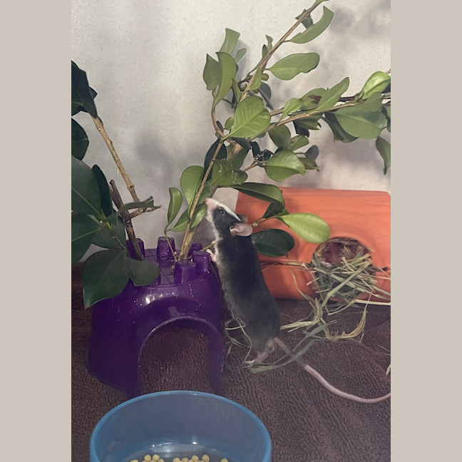 Photo of Cheddar