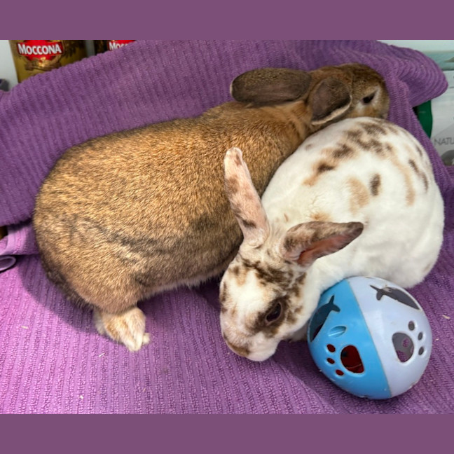 Photo of Cinnabun & Fawn